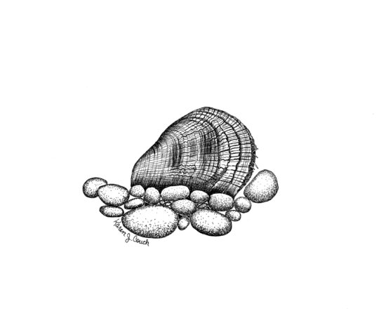 A hand drawn oyster by Karen J Couch